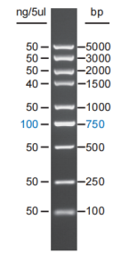 5kb DNA Ladder 5kb double-stranded DNA  Ladder ;5kb dsDNA Ladder