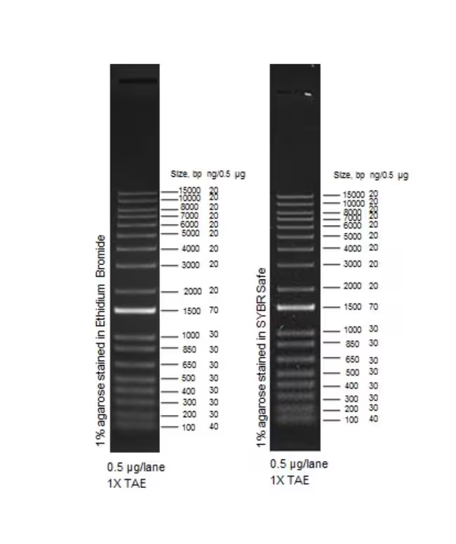 1kb Plus DNA Ladder(100-15000bp)