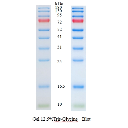 蛋白预染marker 10-180 kDa Prestained Protein Ladder, Prestained Protein Standard;10 to 180 kDa