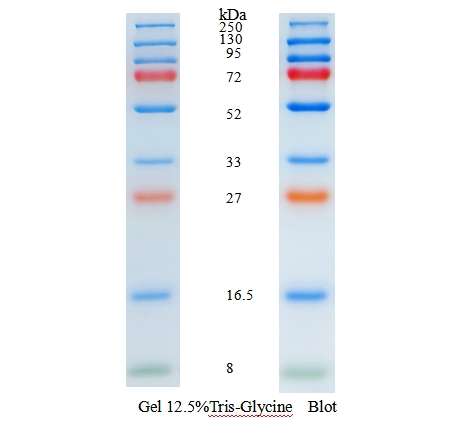 蛋白预染 marker 8–250 kDa Prestained Protein Ladder,Prestained Protein Standard; 8 to 250 kDa