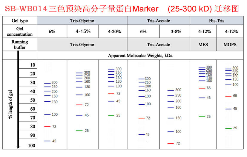 彩色预染蛋白marker（25-300kd）